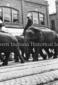 Elephants walking down a city street with city buildings and a sign for Indiana Film Picture Theater in background.